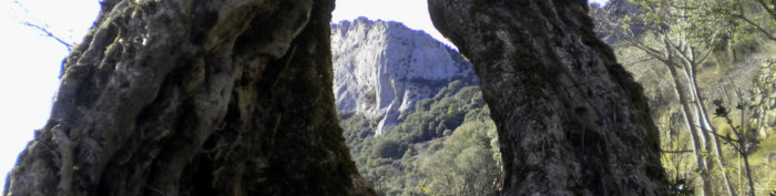 Oliveres centenaries ens acompanyen durant l'aproximació fins al Roc d'en Solà